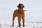 TOSA INU 276